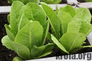 lettuce-300x200