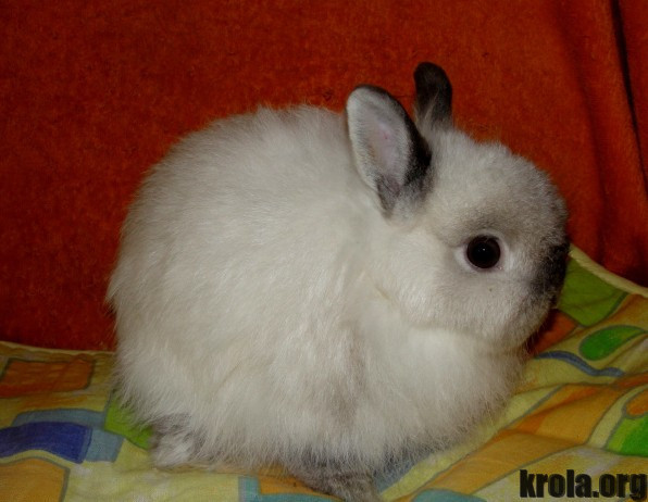 Кролик Лисий: описание и характеристики породы, уход, разведение и отзывы
