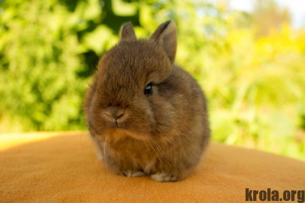 лисий кролик