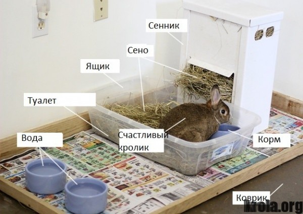 bunnyarea_labeled1-625x442