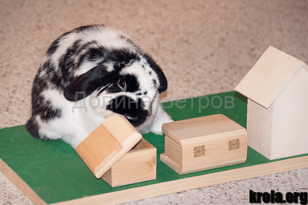 Комбикорм для кроликов своими руками: состав, способ приготовления