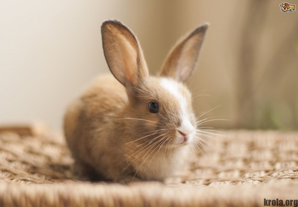 Декоративные кролики сколько живут, как увеличить срок жизни