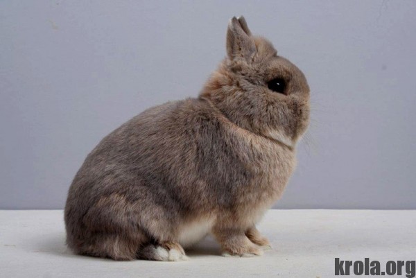 голландский кролик