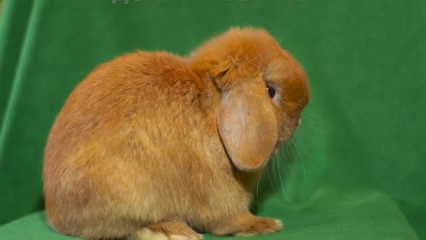 кролик минилоп