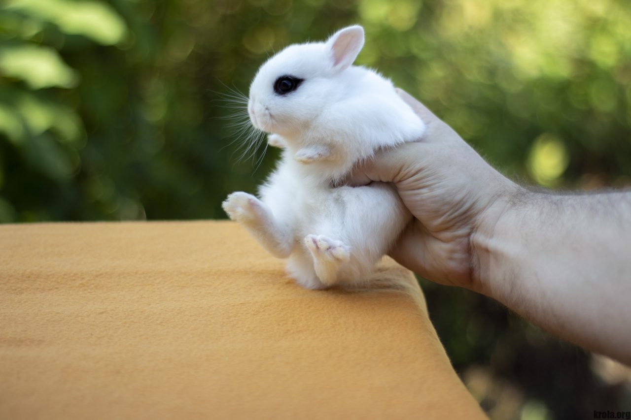 белый кролик хотот