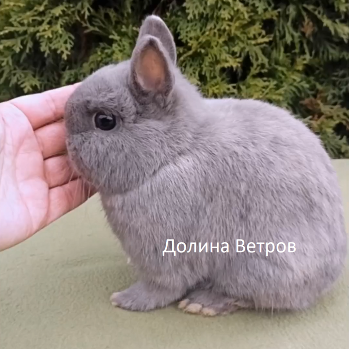 Декоративные кролики купить в Москве с ладошку - Янгвей, кролик минор, голубой сиам темный