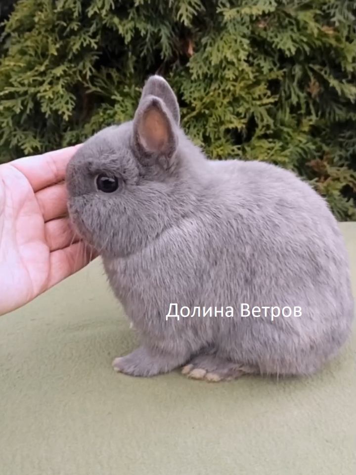 Декоративные кролики купить в Москве с ладошку - Янгвей, кролик минор, голубой сиам темный