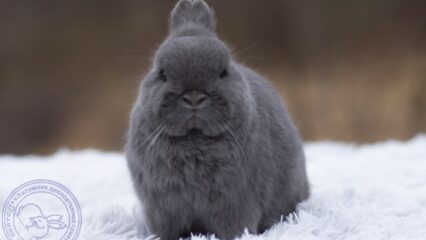 маленький серый кролик декоративный