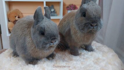 маленький серый кролик декоративный