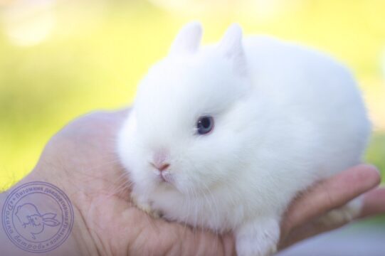 белый кролик