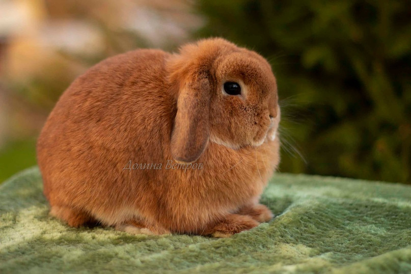 Кролик Минилоп: описание и характеристики породы, уход, разведение и отзывы