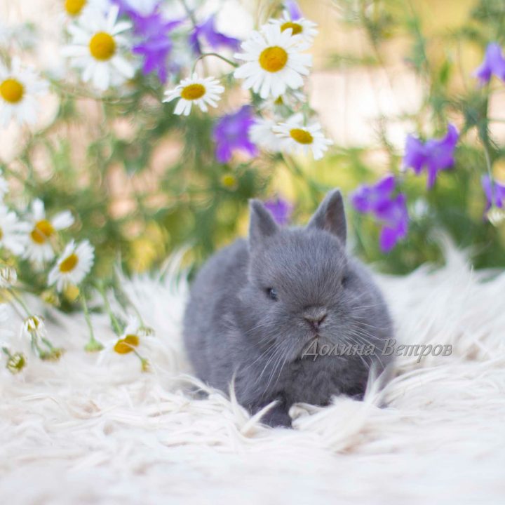 Серый маленький кролик мальчик