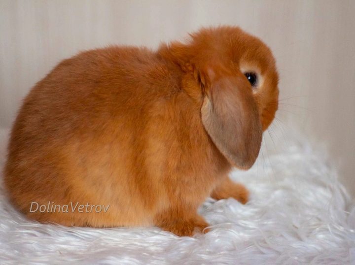 карликовый кролик, декоративный кролик, кролик минор, питомник Долина Ветров, купить карликового кролика, купить декоративного кролика