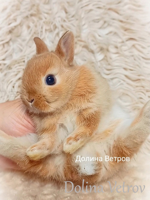 карликовый кролик, декоративный кролик