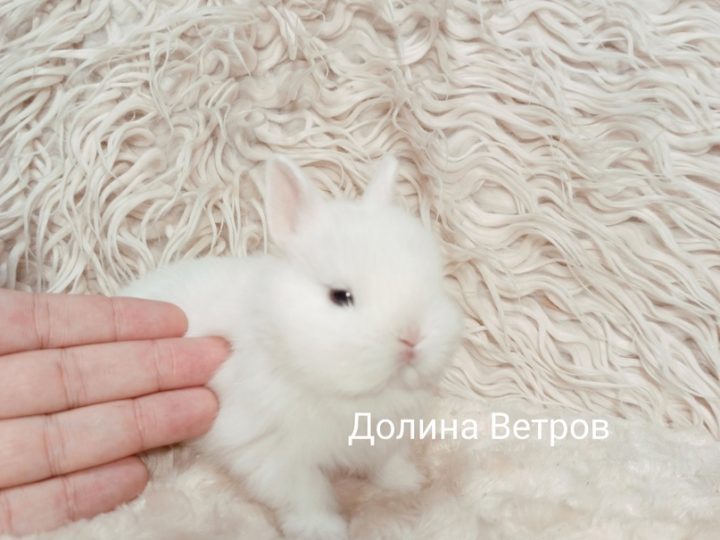 кролик минор
