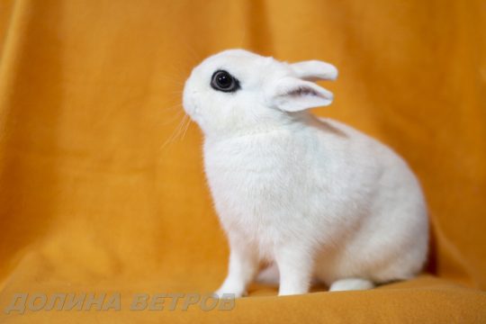 карликовый кролик, декоративный кролик, кролик минор, питомник Долина Ветров, купить карликового кролика, купить декоративного кролика