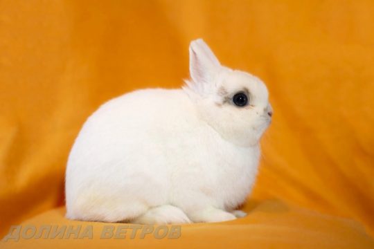 кролик минор
