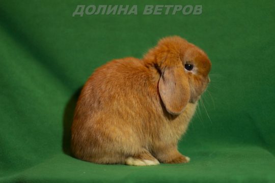 кролик минилоп, карликовый кролик, декоративный кролик