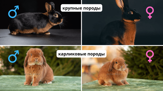 как определить пол кролика