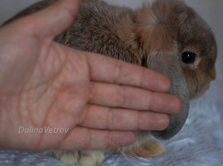 карликовый кролик, декоративный кролик, кролик минор, питомник Долина Ветров, купить карликового кролика, купить декоративного кролика