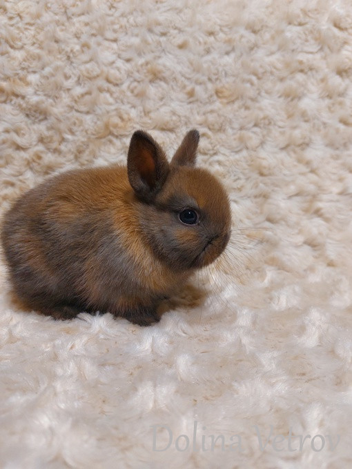 карликовый кролик, декоративный кролик, кролик минор, питомник Долина Ветров, купить карликового кролика, купить декоративного кролика