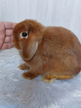 карликовый кролик, декоративный кролик, купить карликового кролика, купить декоративного кролика, минилоп, минор