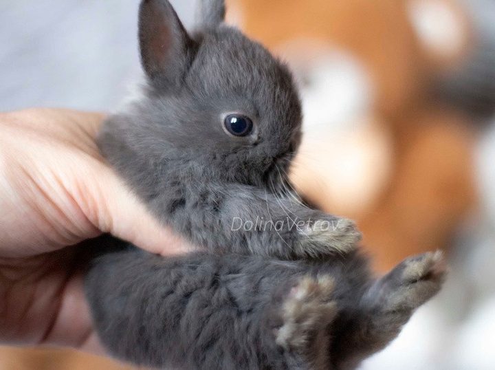 карликовый кролик, декоративный кролик, купить карликового кролика, купить декоративного кролика, минилоп, минор