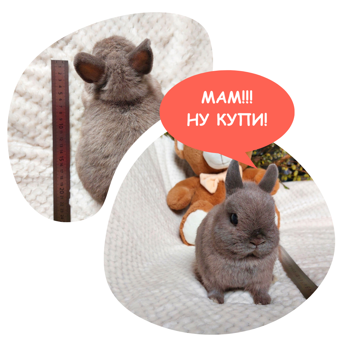 декоративные кролики купить в москве