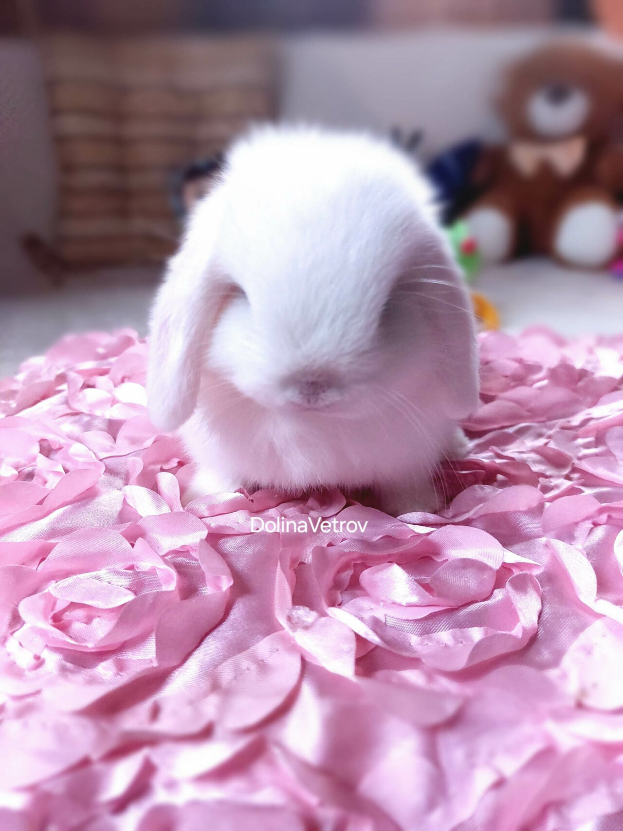 белый минилоп мальчик