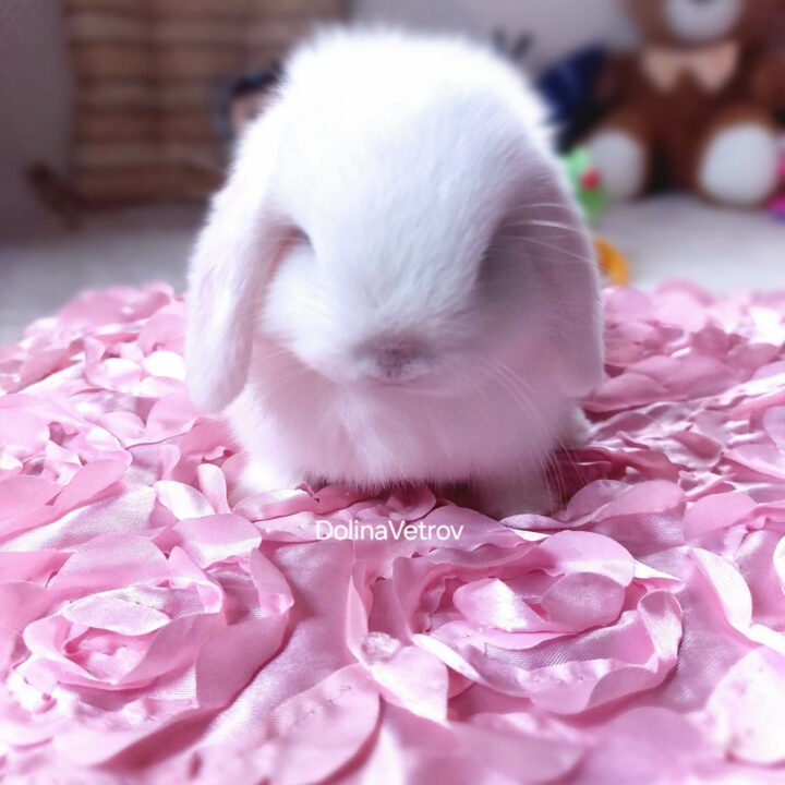 белый минилоп мальчик