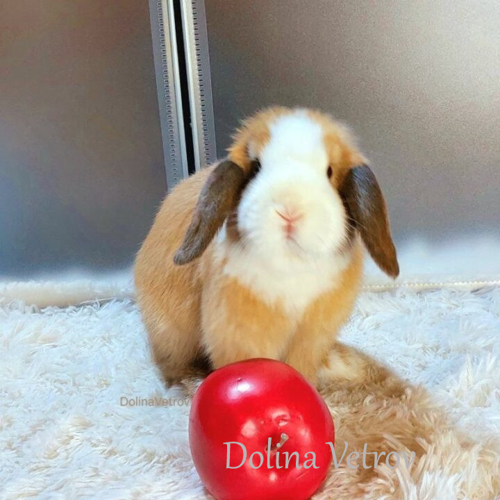 Вислоухая, голландская (сплит), самка