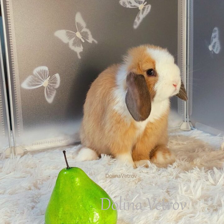 Alternative view of Вислоухая, голландская (сплит), самка