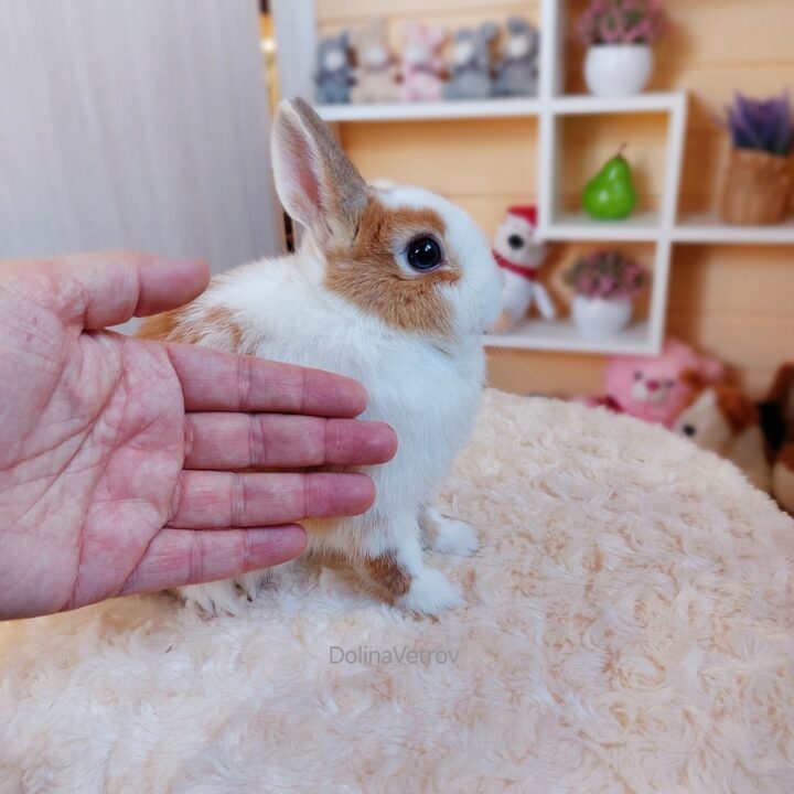 Рыже-белый самец