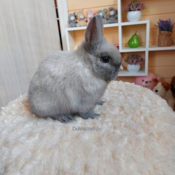 Серо белый кролик