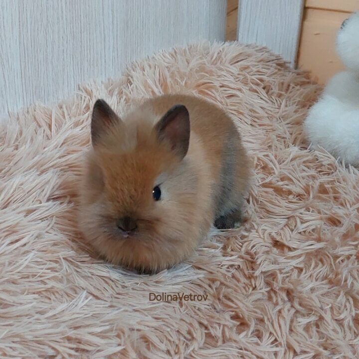 Бублик. Львиноголовый мальчик