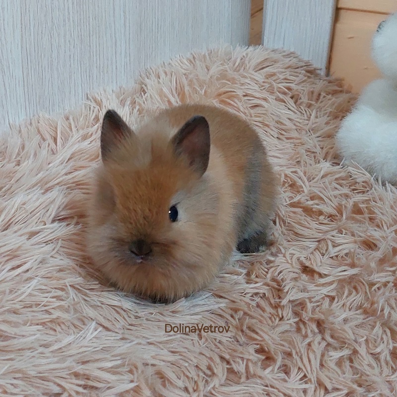 Бублик. Львиноголовый мальчик