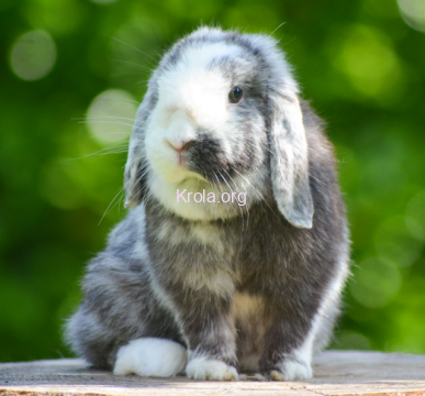Серо белый кролик