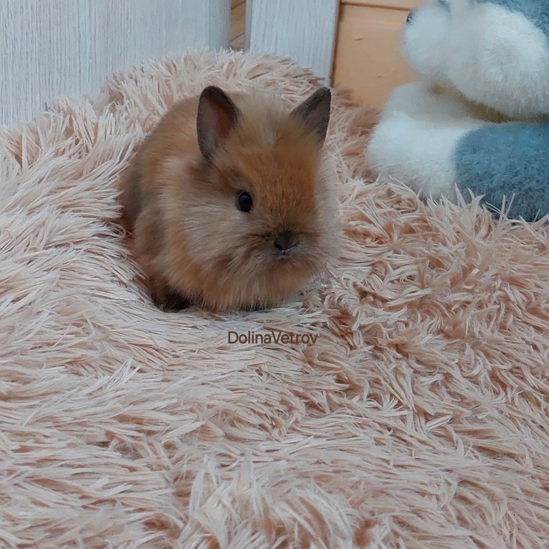 Бублик. Львиноголовый мальчик — изображение 5