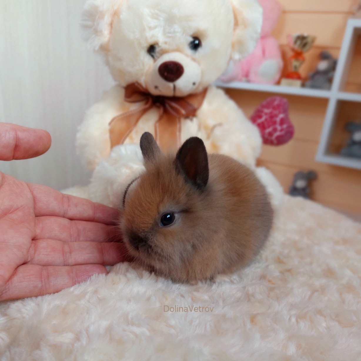 Бублик. Львиноголовый мальчик — изображение 2