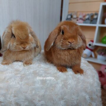 где можно купить домашних кроликов