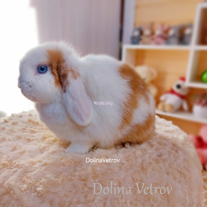 Бело-рыжий мальчик вислоухий