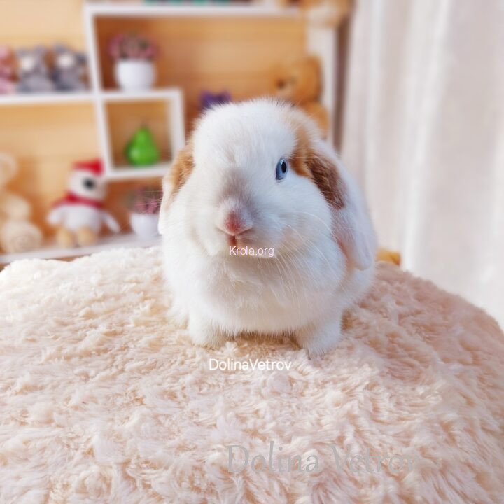 Alternative view of Бело-рыжий мальчик вислоухий