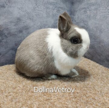 Серо белый кролик