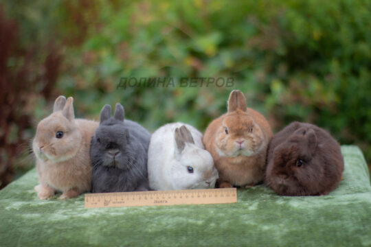 КРОЛИК МИНОР