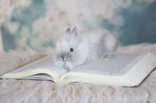 Купить кролика декоративного в Тольятти