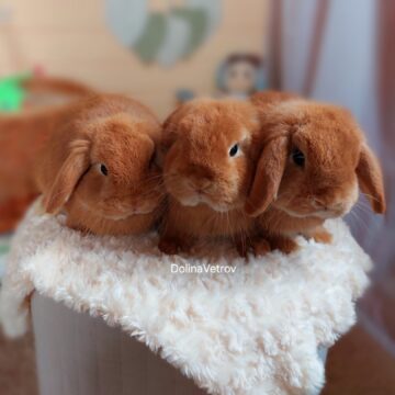 КРОЛИК МИНИЛОП