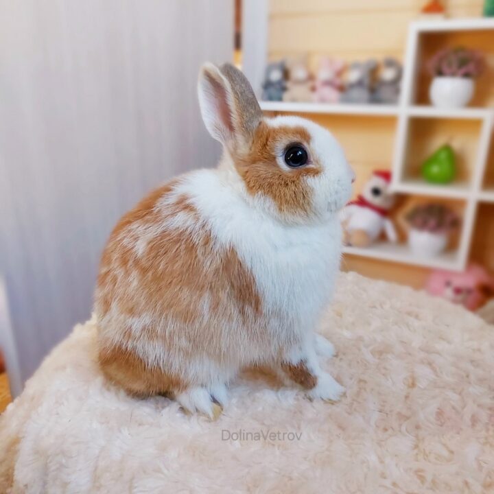 Alternative view of Рыже-белый самец