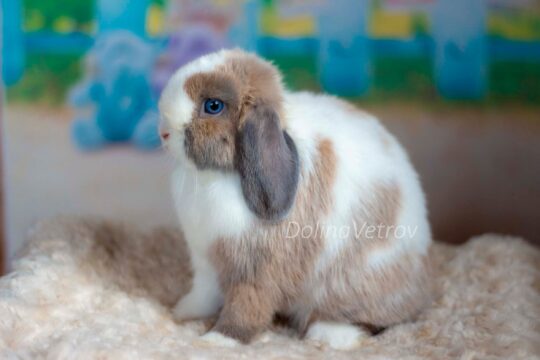 Серо белый кролик