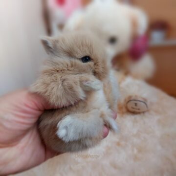 Купить кролика в Дмитрове