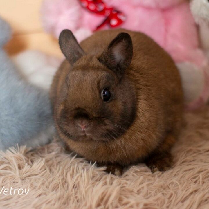 Купили, рыжий кролик, мальчик